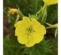 Roadoor 5000 Stück Showy Abend Primrose Samen Mehrjährige Rosa Gelb Blüten abend Primrose samen oenothera speciosa samen Blumen, um bestäuber für schmetterlinge gärten anzuziehen Amarillo