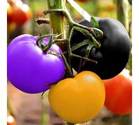 Roadoor 500pcs Tomatensamen Multicolor Nicht-GMO natürliche Nährstoffreiche Produce tomatensamen Exterior Exterior Garten Gemüse Feld Pflanzsamen Mezcla El Color