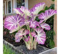 Roadoor Elefantenohr Pflanzen Samen Große Tropische Colocasia Samen Schatten Liebende Pflanzen Seltene Farbsorten Samen Für Garten Pflanzung E200pcs