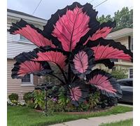 Roadoor Elefantenohr Pflanzen Samen Große Tropische Colocasia Samen Schatten Liebende Pflanzen Seltene Farbsorten Samen Für Garten Pflanzung A200pcs