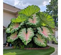 Roadoor Elefantenohr Pflanzen Samen Große Tropische Colocasia Samen Schatten Liebende Pflanzen Seltene Farbsorten Samen Für Garten Pflanzung D500pcs