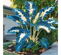 Roadoor Elefantenohr Pflanzen Samen Große Tropische Colocasia Samen Schatten Liebende Pflanzen Seltene Farbsorten Samen Für Garten Pflanzung F200pcs
