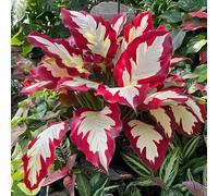 Roadoor Elefantenohr Pflanzen Samen Große Tropische Colocasia Samen Schatten Liebende Pflanzen Seltene Farbsorten Samen Für Garten Pflanzung J200pcs