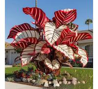 Roadoor Elefantenohr Pflanzen Samen Große Tropische Colocasia Samen Schatten Liebende Pflanzen Seltene Farbsorten Samen Für Garten Pflanzung C500pcs