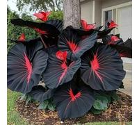 Roadoor Elefantenohr pflanzen samen Große tropische colocasia samen schatten liebende pflanzen setene farbsorten samen für Garten pflanzung P500pcs