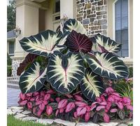 Roadoor Elefantenohr pflanzen samen Große tropische colocasia samen schatten liebende pflanzen setene farbsorten samen für Garten pflanzung M500PCS