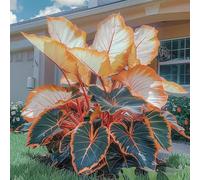 Roadoor Elefantenohr pflanzen samen Große tropische colocasia samen schatten liebende pflanzen setene farbsorten samen für Garten pflanzung L500PCS