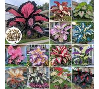 Roadoor Elefantenohr pflanzen samen Große tropische colocasia samen schatten liebende pflanzen setene farbsorten samen für Garten pflanzung Mezcla Color200PCS