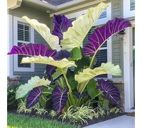 Roadoor Elefantenohr pflanzen samen Große tropische colocasia samen schatten liebende pflanzen setene farbsorten samen für Garten pflanzung K500PCS