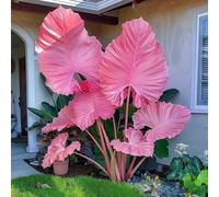 Roadoor Elefantenohr pflanzen samen Große tropische colocasia samen schatten liebende pflanzen setene farbsorten samen für Garten pflanzung G500PCS