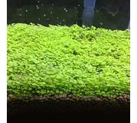 Roadoor Fischtank Aquarium Pflanzen Samen Wasser Gras Decor Garten Foreground Pflanze Gartensamen für Das Pflanzen Jetzt 2 Bolsas