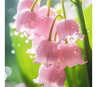 Roadoor Lilie des Tals Samen Duftenda Blumen Samen Hirsche Resistente Pflalenze Gut Wie Schnittblumen Samen für Indoor Dekoration topfpflanzung Pink50PCS