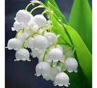 Roadoor Lilie des Tals Samen Duftenda Blumen Samen Hirsche Resistente Pflalenze Gut Wie Schnittblumen Samen für Indoor Dekoration topfpflanzung White100pcs