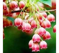 Roadoor Lilie des Tals Samen Duftenda Blumen Samen Hirsche Resistente Pflalenze Gut Wie Schnittblumen Samen für Indoor Dekoration topfpflanzung Red100pcs