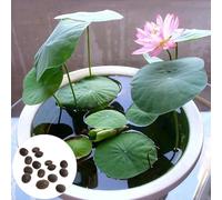 Roadoor Lotus samen wasserpflanzen Blumen samen Einfach zu pflanzen und anzubauen Lotus samen für Exterior teich Oder wassertank dekor 50
