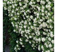 Roadoor Rosa Banksiae Samen Wandkletternde Blumensamen Duftende Blume Mehrjährige Buschsamen für Gärten Parks Patios Landschaftsgestaltung Blanco 500 Piezas