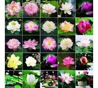 Roadoor Schale Lotus Samen Zum Pflanzen Mischfarbige Bonsai Lotus Blumensamen Mehrjährige Wasserpflanzen Für Innen- unßenteiggärten 50 pcs