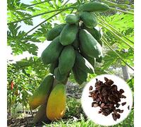 Roadoor Semillas de Papaya, 25 Piezas Semillas de Vegetales Productivas Fáciles de Cultivar Jardín Semillas de Papaya en el Patio Trasero para Plantar Accesorios para el hogar Semillas