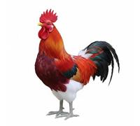 RoaQinFo Figura de Pollo de Granja Adorno de Escultura de Gallo Estatua de Plumas Auténticas Hecha a Mano Diseño Rústico para Ambientes Cálidos Adecuada para, Gallo Número Uno con Patas Blancas