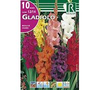 Rocalba Bulbos de Gladiolo Mezcla de Colores (10 Unidades)