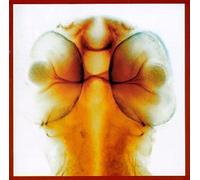 Roger Eno & Lol Hammond - Damage