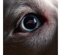 Roger Waters - The Dark Side of the Moon Redux