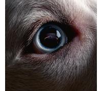 Roger Waters The Dark Side of the Moon (Vinyl) (Importación USA)