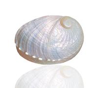 ROHCGHC Concha de Caracol, 1 Concha de abulón Blanca Grande, Natural, RARA, auténtica, 8-9 cm, for decoración del hogar