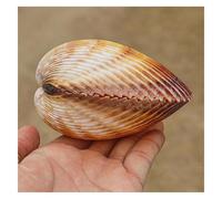 ROHCGHC Concha de Caracol, Conchas Grandes for decoración, Conchas Marinas Naturales Raras de 7 a 10 cm for Fiestas temáticas, del hogar y peceras(7~8cm)