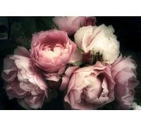 Romantich Ensueño Rosas Foto Mural IN Einem Zarten Vintage Mira Como Vli
