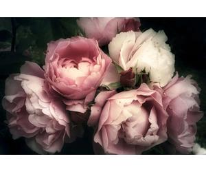 Romantich Ensueño Rosas Foto Mural IN Einem Zarten Vintage Mira Como Vli