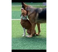 Romeo The Dog Caster - Official Notebook Series: dot grid
