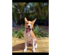 Romeo The Dog Caster - Official Notebook Series: dot grid