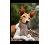 Romeo The Dog Caster - Official Notebook Series: Dot Grid