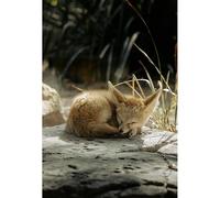 Rompecabezas de 1000 piezas (52 x 38 cm) para adultos, zorro Fennec durmiendo: descanso pacífico para el almuerzo en el desierto oasis