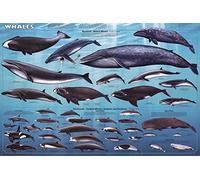 Rompecabezas de 1000 piezas de ballenas y mamíferos oceánicos para adultos, rompecabezas para perros y adultos, juguetes de regalo para decoración familiar
