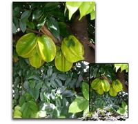 Rompecabezas de 1000 Piezas de Papel de Fruta de Bering Juego Interactivo Familiar Bricolaje decoración del hogar Rompecabezas Regalo 1000 Piezas (38x26cm)