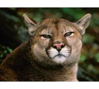 Rompecabezas de 2000 piezas (100 x 70 cm) para adultos, puma, león de montaña y Jaguar