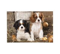 Rompecabezas de 300 Cachorros pequeños de Cavalier King Charles Spaniel con Caja para Adultos. Rompecabezas de Madera.