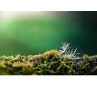 Rompecabezas de 300 Piezas de Musgo Verde: Divertido Rompecabezas de Regalo para Adultos Mayores de 14 años