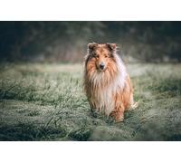 Rompecabezas de 300 Piezas de Pastor escocés. Regalos intelectuales, Ocio, Entretenimiento y decoración para Fiestas. 14 años+