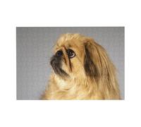 Rompecabezas de 300 Piezas de Perros pequinés Peludos, Lindos Perros, Mascotas, Perros para Adultos. Rompecabezas de Madera para Adultos Mayores.