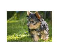 Rompecabezas de 300 Piezas de Yorkshire Terrier con Hierba Verde para Adultos. Rompecabezas de Madera para Adultos Mayores.