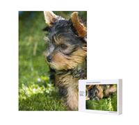 Rompecabezas de 300 Piezas de Yorkshire Terrier con Hierba Verde y Perros adorables, con Caja de Embalaje para Adultos. Rompecabezas de Madera.