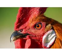 Rompecabezas de 300 Piezas Gallo para Amigos. Regalos intelectuales, Ocio, Entretenimiento y decoración de Fiestas. 14 años+