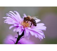 Rompecabezas de 3000 Piezas con estambres Amarillos de Abejas para Adultos decoración para el hogar (Mayores de 14 años)
