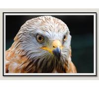 Rompecabezas de 3000 Piezas para Adultos: Aves Rapaces: Ideal para Relajarse, meditar y Juegos educativos (Mayores de 14 años)