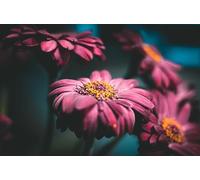 Rompecabezas de 4000 Piezas Crisantemos Rosados para Adultos con un Juego Diario Que desafía el Cerebro para Adolescentes Mayores de 14 años.