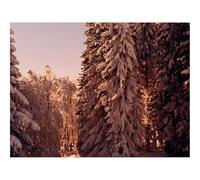 Rompecabezas de 500 Piezas - -bosques,pinos,árboles 52x38cm