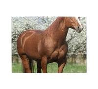 Rompecabezas de 500 Piezas con diseño de Caballos y árboles en Flor para Adultos Mayores.
